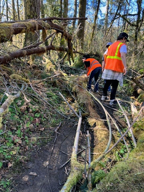 Juvenile work crew members clear approved downed and felled trees at a Benton County park, helping reduce safety hazards and wildfire risk while supporting long-term park stewardship. (Benton County photo)